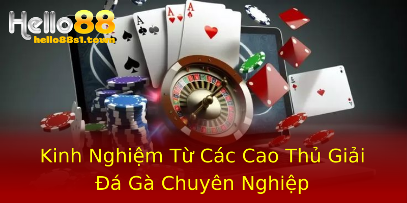 Kinh Nghiệm Từ Các Cao Thủ Giải Đá Gà Chuyên Nghiệp Kinh Nghiệm Từ Các Cao Thủ Giải Đá Gà Chuyên Nghiệp